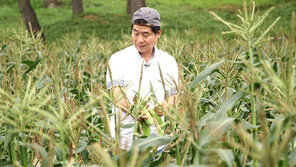 [오늘의 채널A] 최고의 단맛 ‘초당 옥수수’를 맛보다 