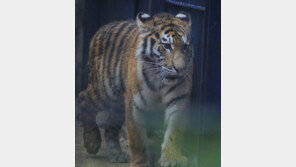 멕시코 주택가에 벵골 호랑이가…알고 보니 ‘애완 호랑이’?