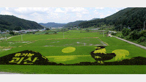 괴산군 ‘유색 벼 논그림’ 모습 드러내