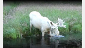 눈처럼 새하얀 무스…100마리 정도만 존재하는 ‘희귀동물’