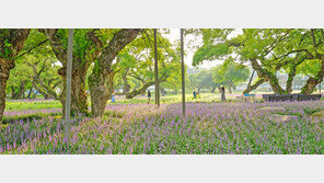 그림 같은 성주 맥문동 정취