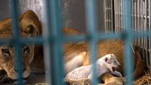 시리아서 구출된 ‘난민 사자’ 새끼 낳아