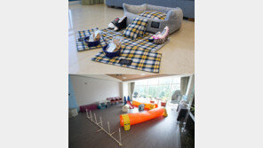 하이원 리조트, 전용객실, 놀이터 등 반려동물 시설 호평