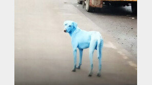 온몸이 파랗게 변한 떠돌이 개들…오염된 강물 때문?