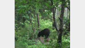 “지리산은 좁아” 살길 찾아 떠나는 반달곰을 어찌할까