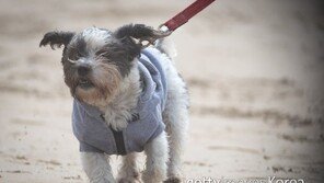 “반려동물은 가족” 첫걸음은 ‘등록’