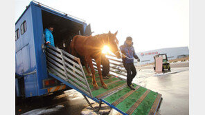 방역·격리·수송…해외 명마 모시기 ‘007 작전’