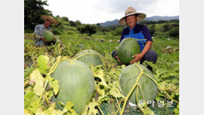 “무등산 수박 나왔어요”