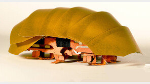 혐오해충 바퀴벌레? 생물-로봇 과학자에겐 매력적인 존재