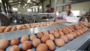친환경 인증 받았는데 ‘살충제 달걀’… “정부 부처의 관리,감독 불충분”