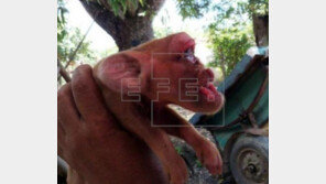 원숭이 머리 모양 돼지 출현…돼지가 원숭이와 바람피운 결과?