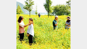 낙동강 둔치 코스모스… 가을이 ‘성큼’