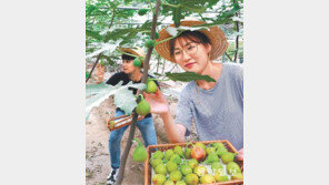 무화과 수확 체험