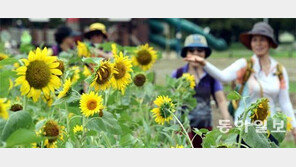 23일 처서… 가을이 저만치 오네