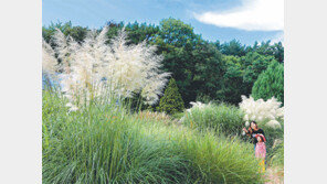 은백색 팜파스그래스… 가을이 왔구나