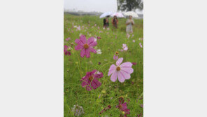 전국에 비…‘처서날 비 오면 큰 애기들이 울고 간다’ 무슨 뜻?