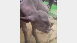 [영상]사람처럼 생긴 ‘돌연변이 염소’에 주민들 ‘덜덜’ …얼마나 무섭기에?