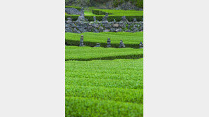 [Q매거진]은은하게 이어지는 맛의 여운… 우리 茶의 매력에 빠져볼까