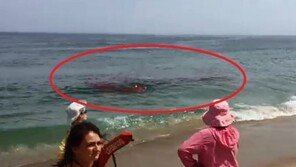 [영상]해수욕장에 나타난 식인상어 주변 ‘피바다’…어떡해? 