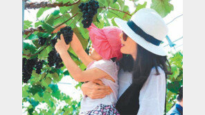 ‘보랏빛 포도의 향연’ 영동포도축제 24일 개막