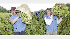 “잎담배 농가들과 상생”… KT&G 10년째 일손지원