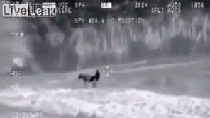 당나귀에 욕정 푼 청소년들, 집단으로 광견병 발병 충격