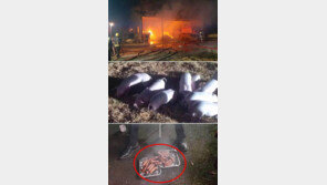 ‘불속에서 구출한 돼지’로 만든 소시지 먹은 소방관들에 비난 세례