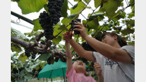 [엄마·아빠 어디가] 영동 포도 축제