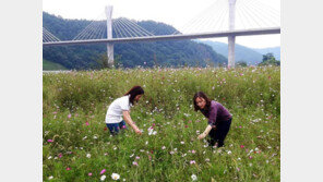 가을 재촉하는 코스모스
