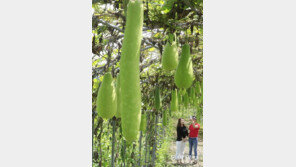 가을을 부르는 조롱박