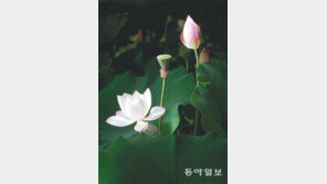 [Feeling]저무는 여름 아쉬워 밤에도 활짝 