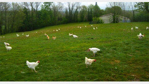 “가축이 건강해야 인간도 건강”… 항생제 안쓰고 닭 풀어 키워