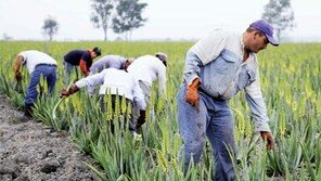 [2017 K-뷰티를 말하다]세계적인 알로에 농장 직접 운영, K-뷰티 기초 키운다 