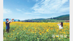 하중도에 활짝 핀 노란색 코스모스