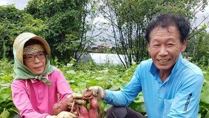 청주 햇고구마 두 달 빨리 수확