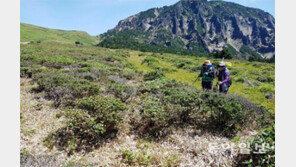 조릿대 베어낸 주변엔 산철쭉과 진달래 ‘쑥쑥’