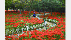 선홍빛 꽃바다, 신명나는 가락…가을, 축제로 물들다