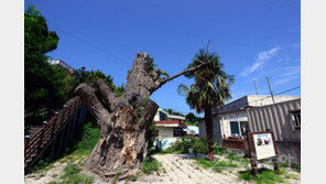 [이야기가 있는 마을] 너 한 잔, 나 한 잔, 나무님도 한 잔