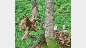 멸종위기종 벌매의 ‘새끼 사랑’