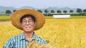 부산지역 첫 벼 수확