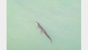 세계적 휴양지 푸켓 앞바다에 3m 넘는 악어 출몰…관광객 ‘덜덜’