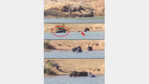 [영상]악어에 물린 누 구해준 하마, 세상에 이런 ‘반전’이?