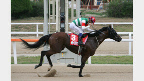 코리아컵 출전 경주마 “월드클래스를 보여주마”