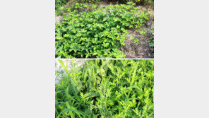 ‘에취∼’ 환절기 쉴새없이 나는 재채기… “가을 꽃가루가 원인”