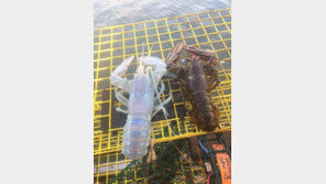 미국에서 잡힌 ‘유령 바닷가재’…몸 전체가 반투명 ‘신기’