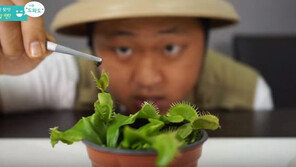 [대박! 이거 봤어?] ‘파리지옥’은 이름처럼 파리를 먹을까