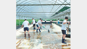 바다 없는 괴산에서 소금 수확