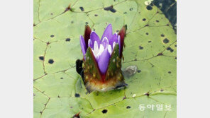 보랏빛 꽃망울 터뜨린 2급 멸종위기 가시연꽃