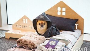 10월2일 임시공휴일 확정…확 늘어난 연휴, 반려동물과 함께 떠나볼까?