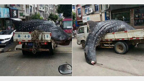 [영상]‘멸종위기’ 거대 고래상어 트럭에 싣고 ‘질질’, 주차장서 토막까지…